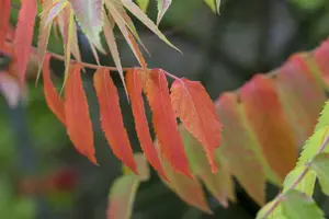 rhus typhina (300-350 cm) - afbeelding 2