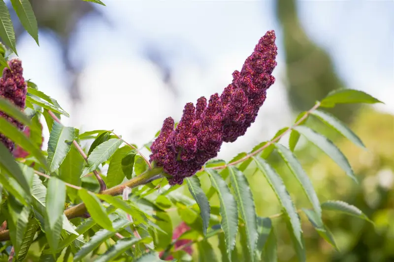 rhus typhina (300-350 cm) - afbeelding 4