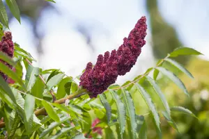 rhus typhina (300-350 cm) - afbeelding 4