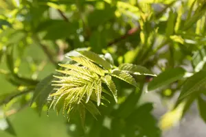 rhus typhina (300-350 cm) - afbeelding 5