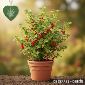 Ribes alpinum  (60- 80)