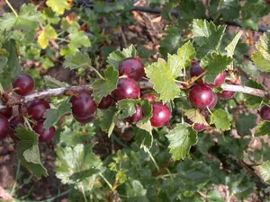 ribes 'josta(berry)' C5 - afbeelding 3