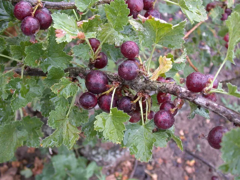 ribes 'josta(berry)' C5 - afbeelding 4