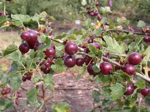 ribes 'josta(berry)' C5 - afbeelding 5