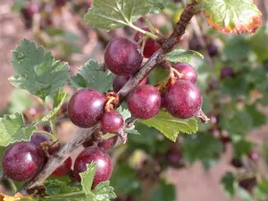 Ribes 'Josta(berry)' STAM/ 60 C5 - afbeelding 2