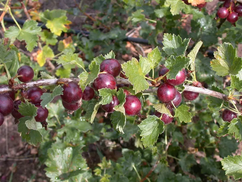 Ribes 'Josta(berry)' STRUIK   C - afbeelding 1