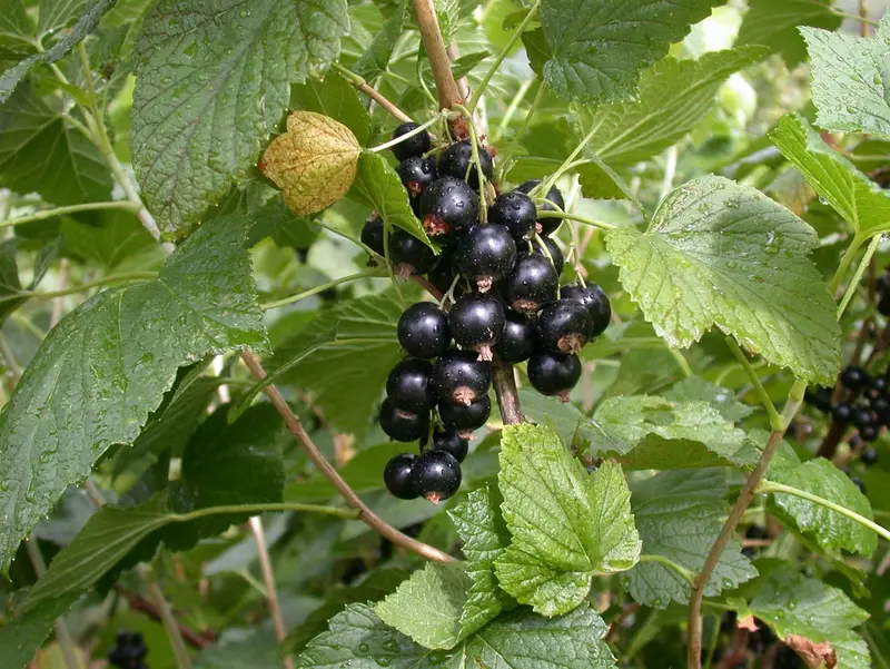 ribes nigr. 'titania' (100-125 cm) - afbeelding 3