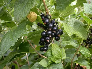 ribes nigr. 'titania' (100-125 cm) - afbeelding 3