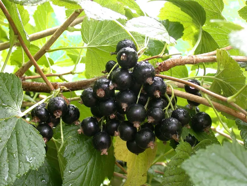 ribes nigr. 'titania' (100-125 cm) - afbeelding 4