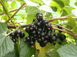 ribes nigr. 'titania' (100-125 cm) - afbeelding 4