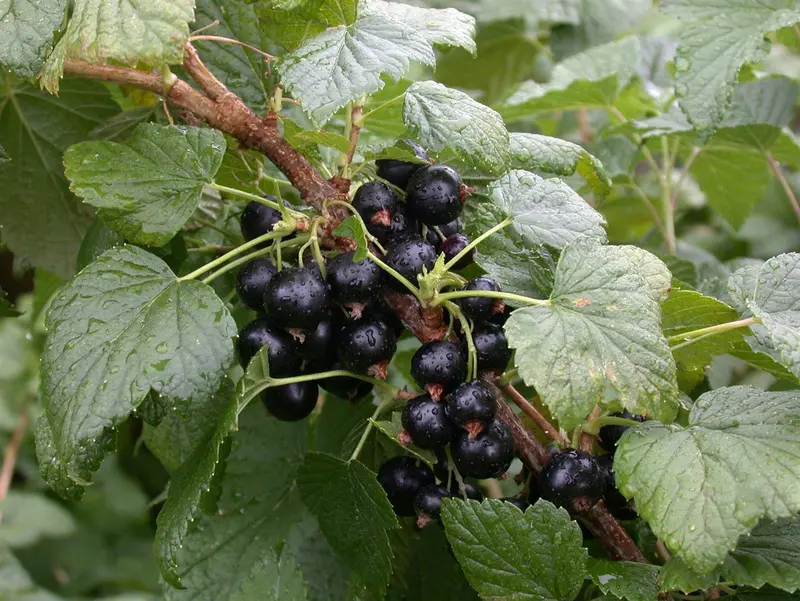 ribes nigr. 'titania' (100-125 cm) - afbeelding 5