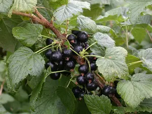ribes nigr. 'titania' (100-125 cm) - afbeelding 5