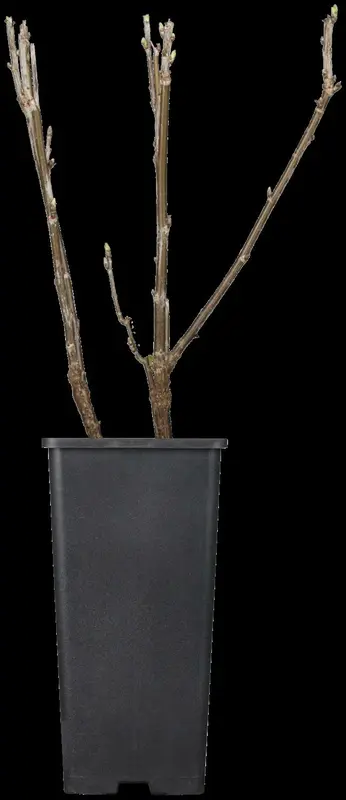 ribes nigr. 'titania' (100-125 cm) - afbeelding 2
