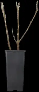 ribes nigr. 'titania' (100-125 cm) - afbeelding 2