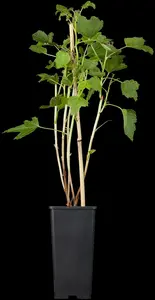 ribes nigr. 'titania' (100-125 cm) - afbeelding 5