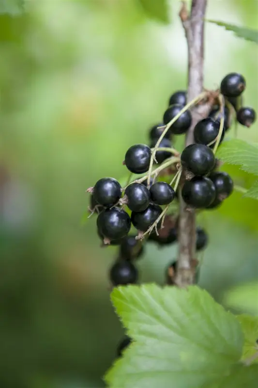 ribes nigrum - afbeelding 2