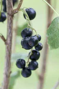 ribes nigrum - afbeelding 4