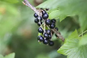 ribes nigrum - afbeelding 4