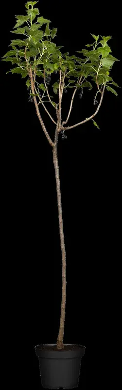 ribes nigrum - afbeelding 3