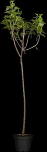 ribes nigrum - afbeelding 3