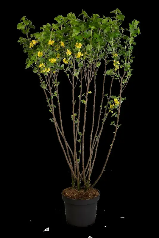 ribes odoratum ( aureum) (40- 60cm) - afbeelding 5