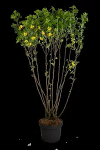 ribes odoratum ( aureum) (40- 60cm) - afbeelding 5
