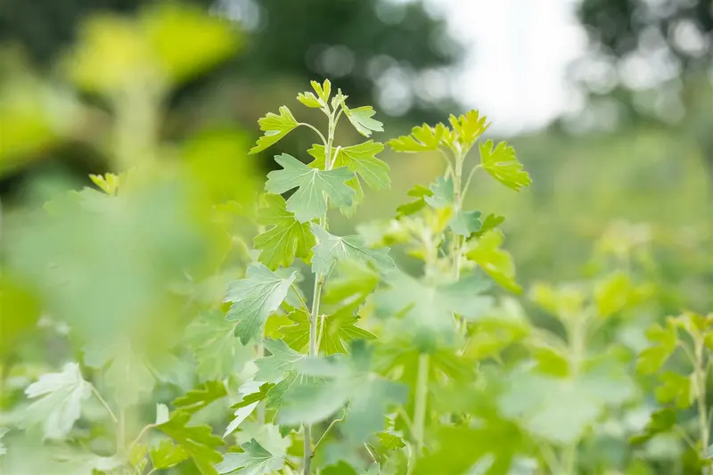 ribes odoratum ( aureum) (40- 60cm) - afbeelding 4