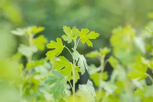 ribes odoratum ( aureum) (40- 60cm) - afbeelding 3