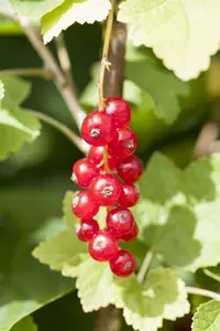 ribes rubr. 'jonkheer van tets' (100-125 cm) - afbeelding 5