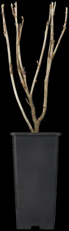 ribes rubr. 'jonkheer van tets' (100-125 cm) - afbeelding 4