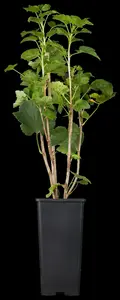ribes rubr. 'jonkheer van tets' (100-125 cm) - afbeelding 5