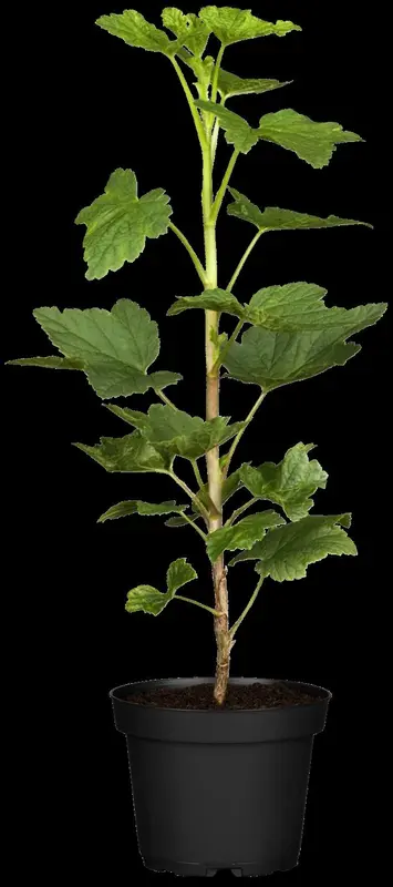 ribes rubr. 'jonkheer van tets' (100-125 cm) - afbeelding 3