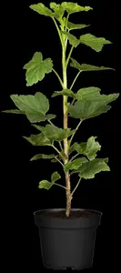 ribes rubr. 'jonkheer van tets' (100-125 cm) - afbeelding 3