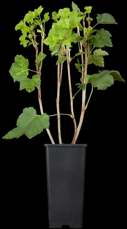 ribes rubr. 'jonkheer van tets' (100-125 cm) - afbeelding 2