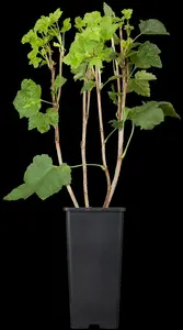 ribes rubr. 'jonkheer van tets' (100-125 cm) - afbeelding 2
