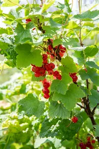 Ribes rubr. 'Jonkheer van Tets' STAM/ 60 C5 - afbeelding 1