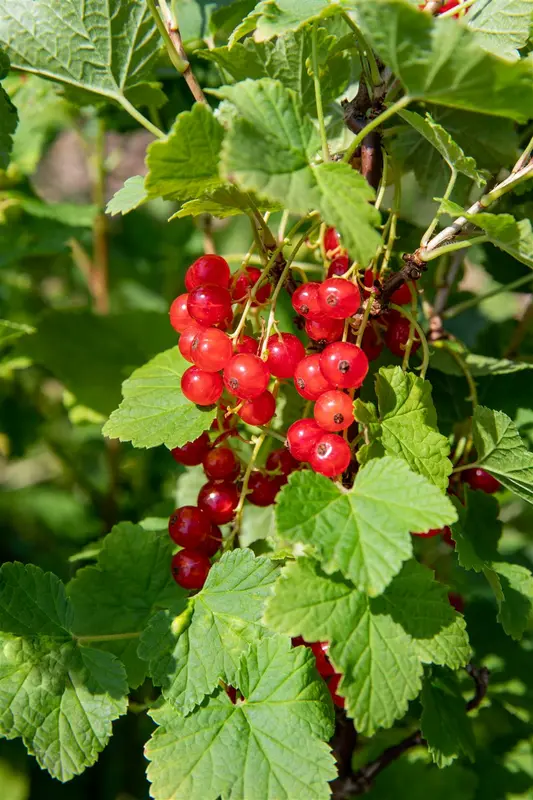 Ribes rubr. 'Jonkheer van Tets' STAM/ 60 C5 - afbeelding 2