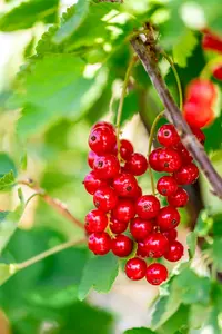 Ribes rubr. 'Jonkheer van Tets' STAM/ 60 C5 - afbeelding 5
