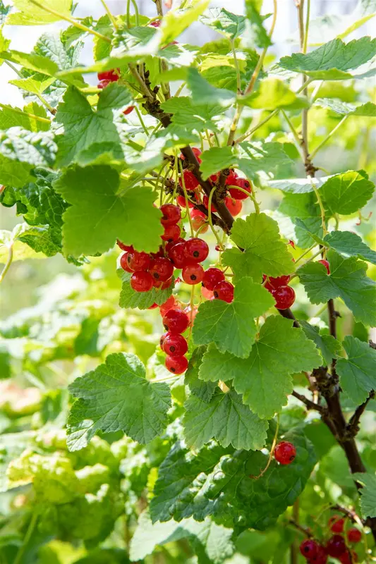 Ribes rubr. 'Jonkheer van Tets' STRUIK   C - afbeelding 1