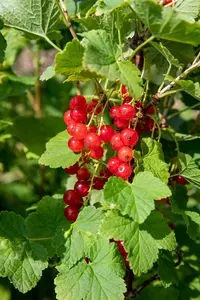 Ribes rubr. 'Jonkheer van Tets' STRUIK   C - afbeelding 2