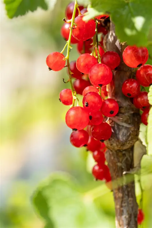 Ribes rubr. 'Jonkheer van Tets' STRUIK   C - afbeelding 3