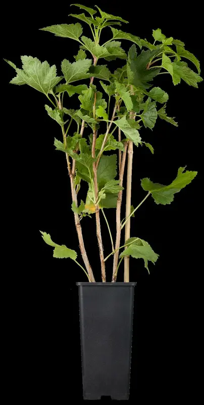 ribes rubr. 'werdavia' C5