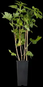 ribes rubr. 'werdavia' C5