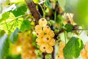 Ribes rubr. 'Werdavia' STAM/ 60 C5 - afbeelding 1