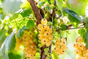 Ribes rubr. 'Werdavia' STAM/ 60 C5 - afbeelding 3