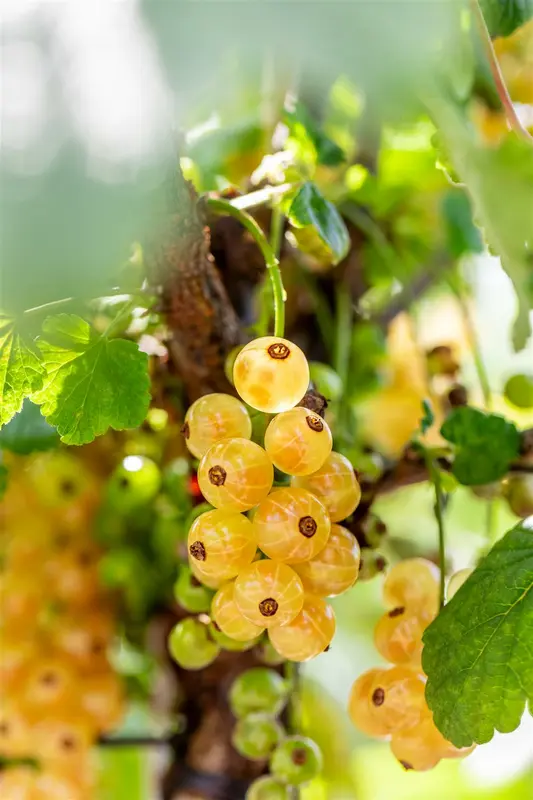 Ribes rubr. 'Werdavia' STRUIK   C - afbeelding 2