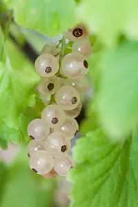 ribes rubr. 'witte parel'