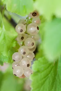 Ribes rubr. 'Witte Parel' STRUIK   C
