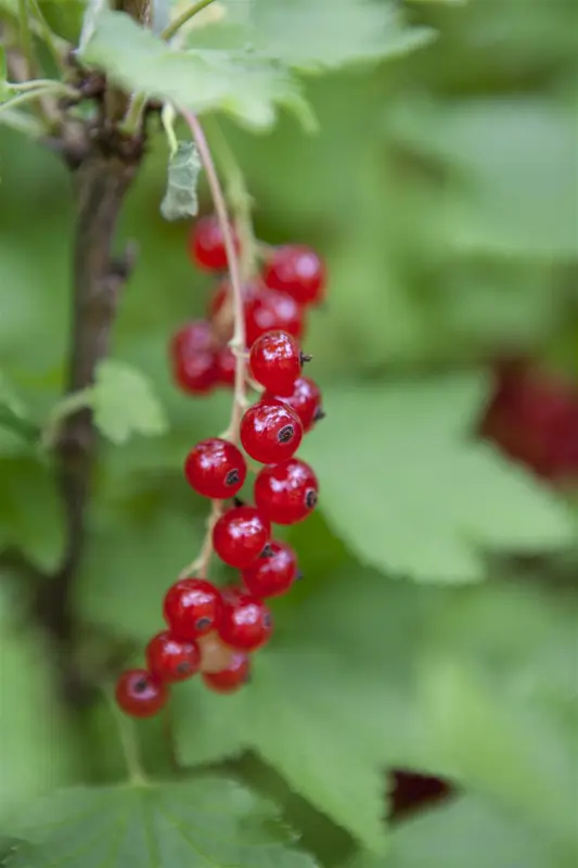 ribes rubrum rood/rouge - afbeelding 2