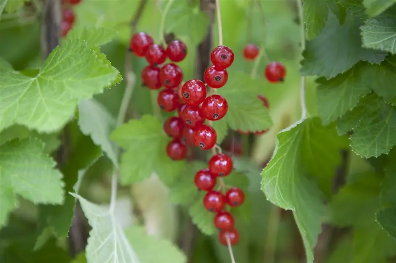 ribes rubrum rood/rouge - afbeelding 3